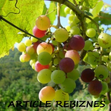 Хлеб и виноград — две основные взаимодополняющие культуры древнего растениеводства.