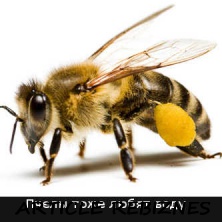 Значение воды для пчел - пчелы в зависимости от сезона потребляют ее либо много, либо довольствуются одним нектаром