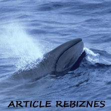 У берегов Австралии в прошлом обитали карликовые киты
